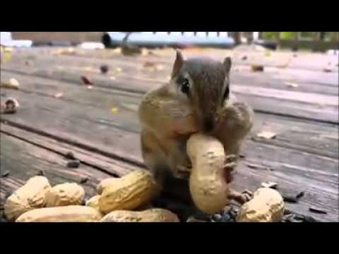 كيف يخبئ السنجاب طعامه في فمه