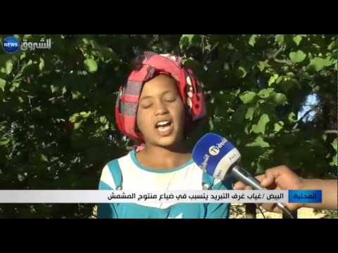 شاهد غياب غرف التبريد يتسبب في ضياع المشمش