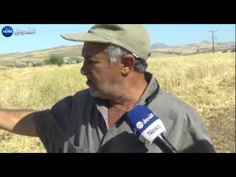 شاهد بالفيديو تراجع كبير لمحصول القمح في سكيكدة