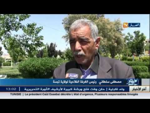 شاهد الجفاف يضرب ولاية التبسة ويؤثر على الزراعة