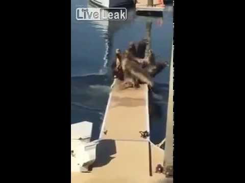 كلب يقهر ثمانية أسود بحر ويجبرهم على الفرار