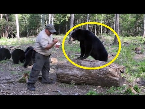 كندي يرافق الدببة المفترسة