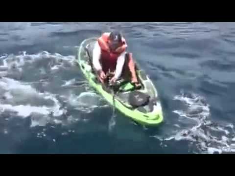 شاهد أميركي يصطاد قرشًا حاول مهاجمته