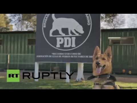 شاهد مهارات الكلب البوليسي الروسي في مكافحة الجريمة في شيلي