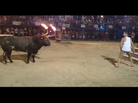 ثور بقرون مشتعلة يفتك بشاب استثار غضبه