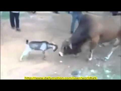 معركة بالقرون بين جدي وثور