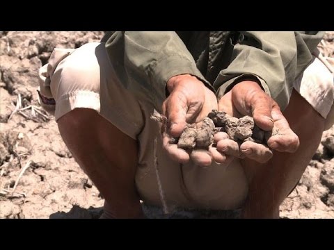 الجفاف يضرب زراعة الرز في تايلاند