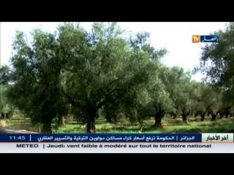 شاهد مزارعو بلدية يلل يطالبون بتوفير مياه الري