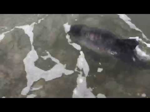 شاهد كلب ينقذ دولفين رضيع من الموت