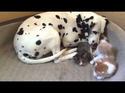 بالفيديو كلبة تتبنى 4 قطط في مشهد رائع