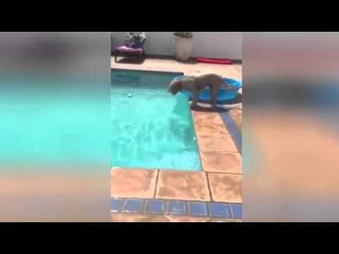 بالفيديو كلب يبتكر طريقة ذكية لالتقاط كرة من حمام سباحة