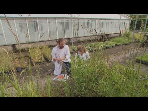 فيديو نباتات منتجة للطاقة ومكافحة للتغير المناخي