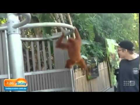 بالفيديو إنسان الغاب يفر من قفصه للحصول على زجاجة مياه