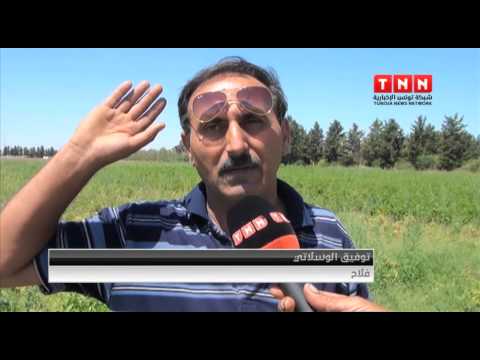 بالفيديو آفات مرضية تلحق أضرارًا كبيرة في مزارع الطماطم