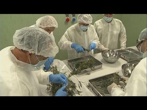 بالفيديو قنب محلي في إيطاليا للتخفيف من آلام المرضى