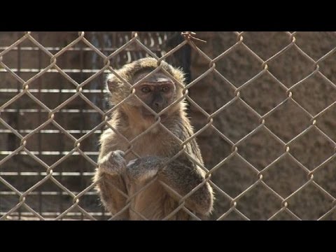 بلجيكي ثمانيني يحلم بإنشاء محمية حيوانات في مدينة كولويزي