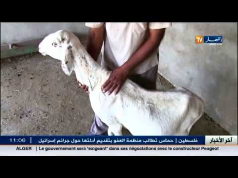 فحل الظأن خليط بين التيس والكبش في ولاية أم البواقي