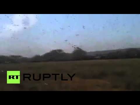 شاهدالجراد يغزو جنوب غرب روسيا