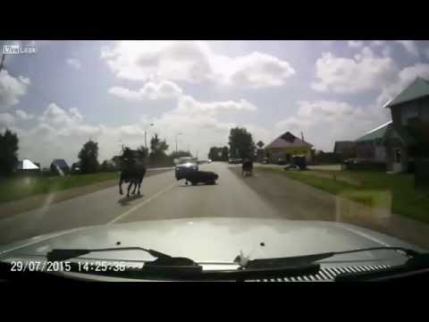 بقرة تتخذ دورة في الهواء