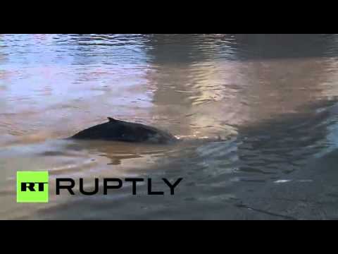 شاهد سكان بوينس آيرس يحتشدون لمشاهدة حوت ضال