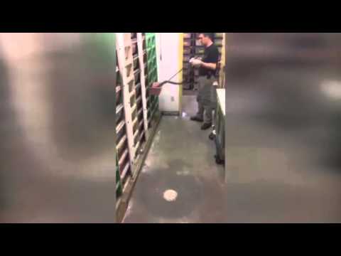 شاهد معركة شرسة بين كوبرا هاربة وحارسها الشخصي