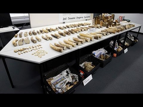 شاهد ضبط 262 كيلوغرام من العاج المهرب
