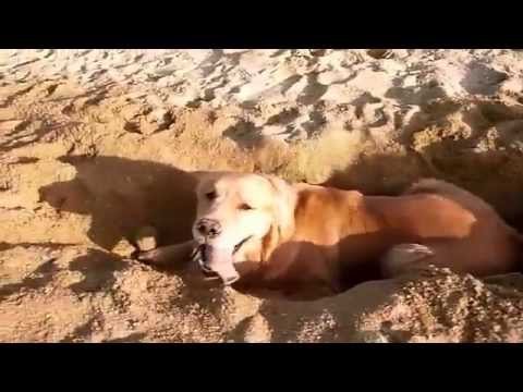 بالفيديو كلب يدفن نفسه في الرمل