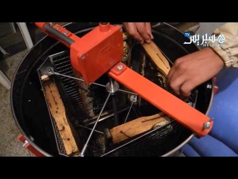 شاهد تقطير عسل من شهد خلايا النحل