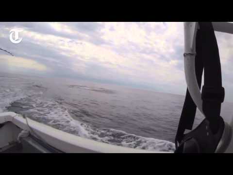 شاهد قرش يقفز إلى ارتفاع 12 قدمًا في الهواء