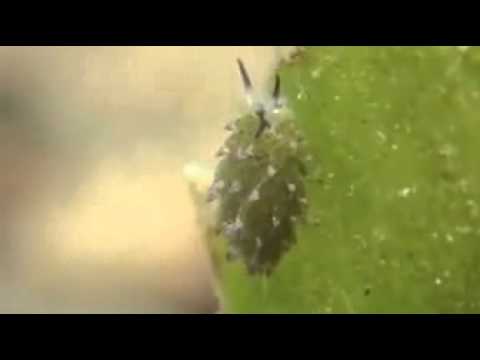 شاهد ظهور كائن بحري فائق الجمال في مياه بالى