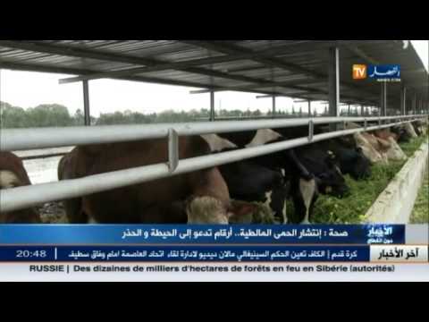 شاهد  إنتشار الحمى المالطية  في الجزائر