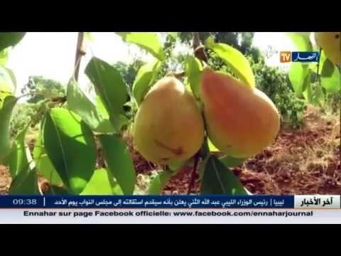 شاهد إنتاج الكمثرى في غليزان وفرة تستوجب الدعم والمرافقة