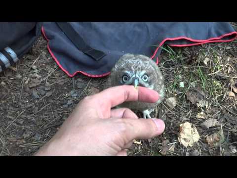 شاهد فتاتان تلعبا مع بومة والكاميرا ترى رجلًا عارٍ يمر خلفهما