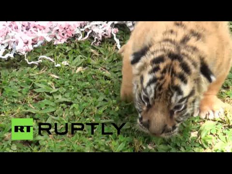 شاهد حديقة بالي تعرض توأمًا من صغار نمور البنغال