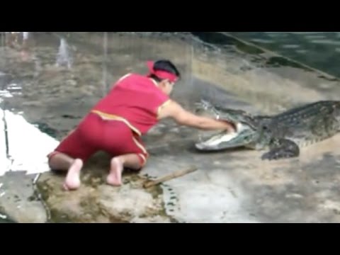 شاهد حادث غير متوقع أثناء عرض خطير مع التماسيح