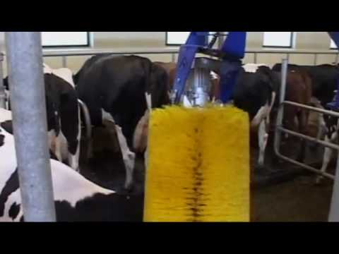 شاهد كيف تستمتع الأبقار بحياتها مع الـ “هرّاشة بالكهرباء”