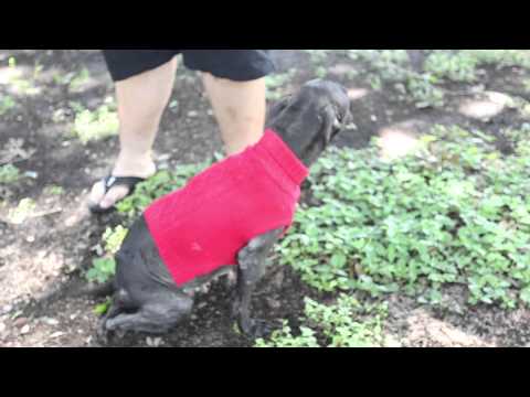 بالفيديو أنثى كلب بنصف فم و3 أرجل تنجو من الموت
