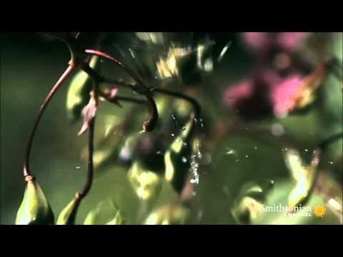 نباتات نادرة تفجر نفسها في شكل الألعاب النارية