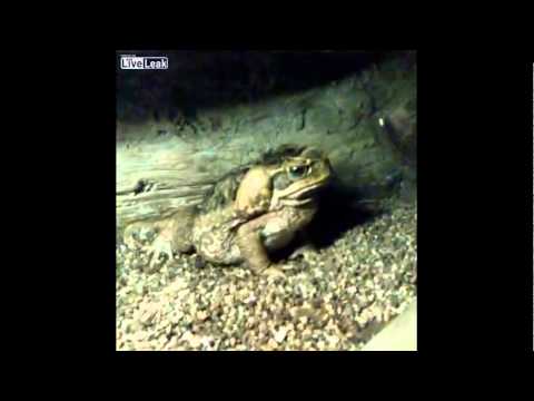 بالفيديو ضفدعة ضخمة تبتلع فأرًا مرة واحدة