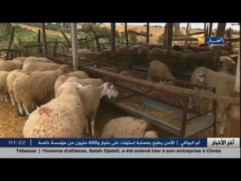 الكبش أصبح الشغل الشاغل للجزائريين