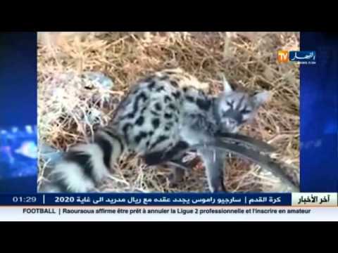 حيوان غريب مفترس هاجم عائلات بومرداس