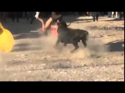 بالفيديو لقطات مروعة لثور هائج يهاجم رجلا