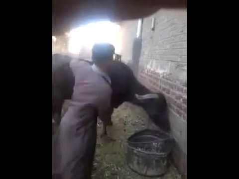 شاهد رواد فيسبوك يتداولون فيديو لجاموسة تشارك صاحبها الذكر