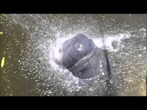 شاهد ستة خرفان بحر يقتربون من البشر لشرب المياه العذبة