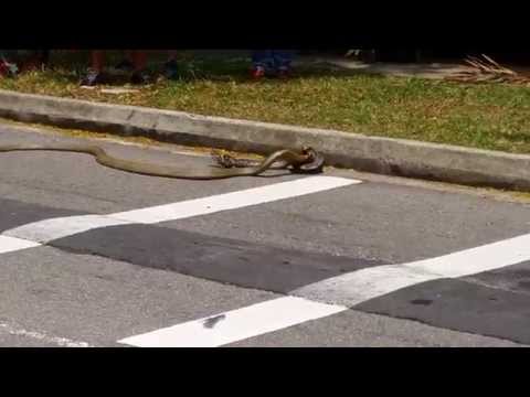 مصارعة حرة بين ثعبانين داخل حرم جامعي في سنغافورة