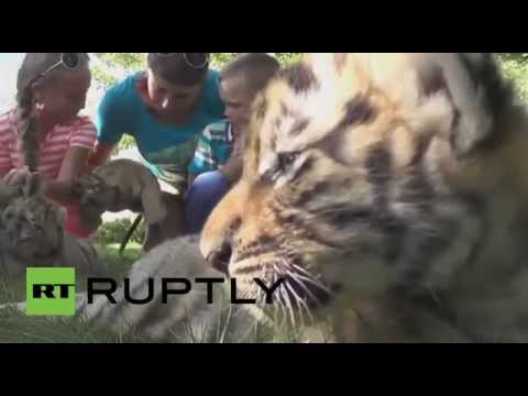 أطفال يداعبون صغار الأسود والنمور