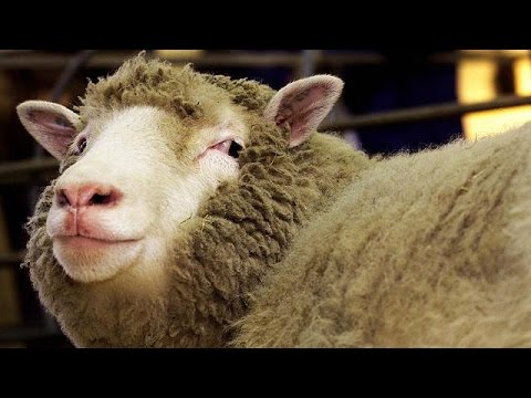 شاهد البرلمانيون الاوروبيون يصوتون على مشروع منع الاستنساخ الحيواني