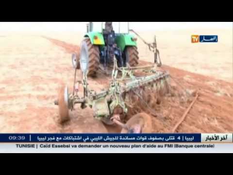 تعاونية الحبوب بفرندة في ولاية تيارت تشرع في بيع البذرو للفلاحين