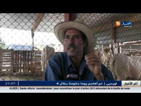 غلاء أسعار الأغنام يغير من وجهة الجزائريين