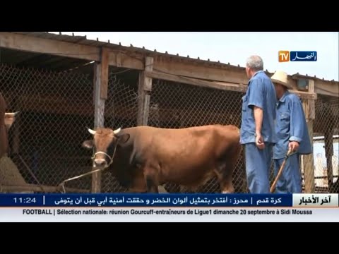 شاهد الجزائريون يقتنون العجول والأبقار بدل الكباش